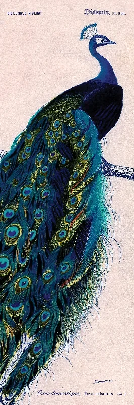 Antique Peacock